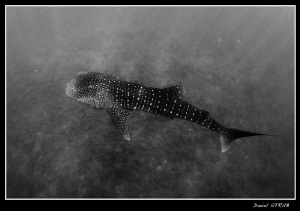 Whale shark :-D by Daniel Strub 